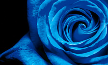 Синие 3D обои Design Studio 3D Цветы R841-1